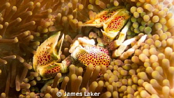 Porcelain Crab Taken on my recent trip to Komodo National... by James Laker 